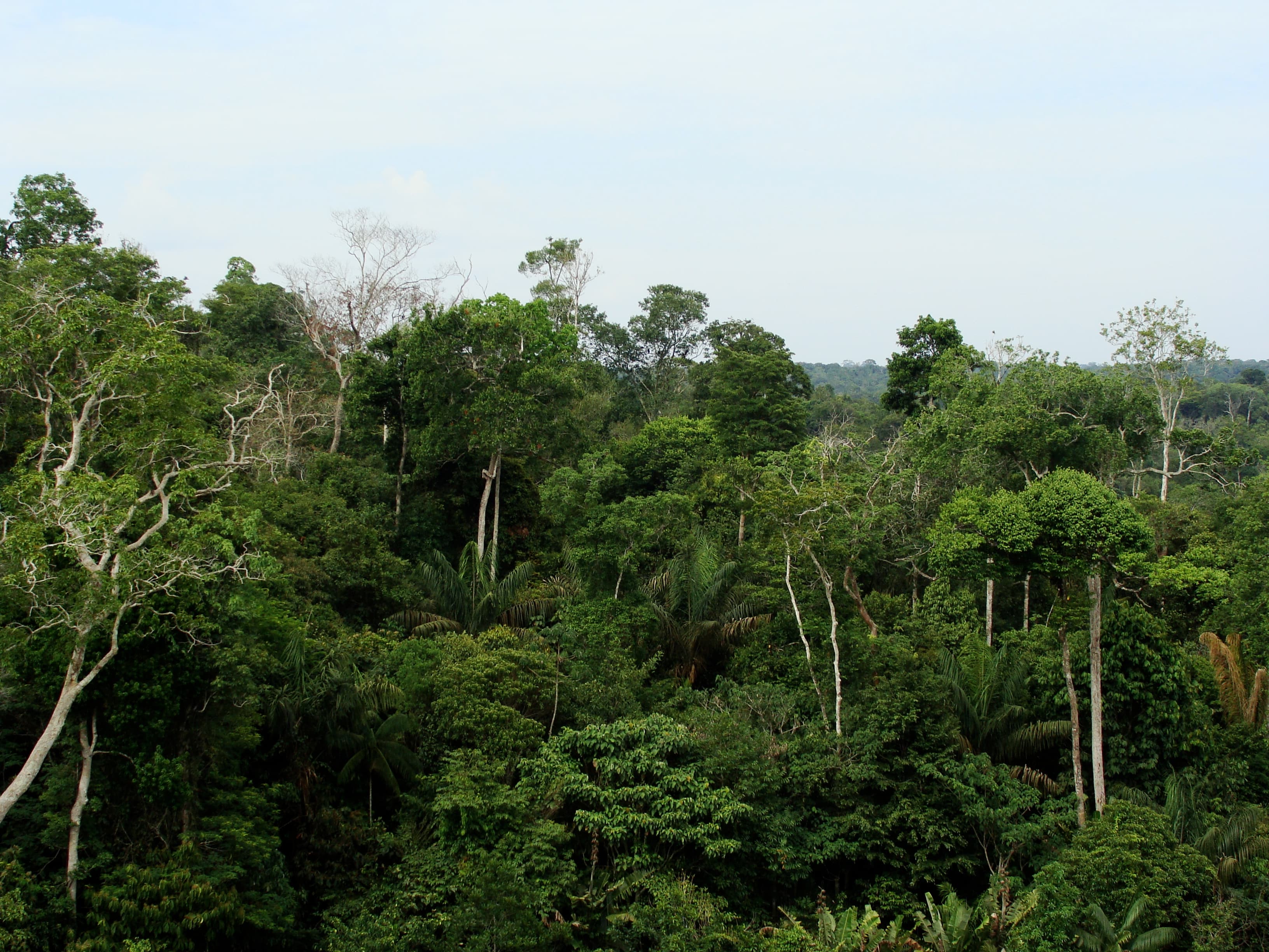 Amazonas, Brazil