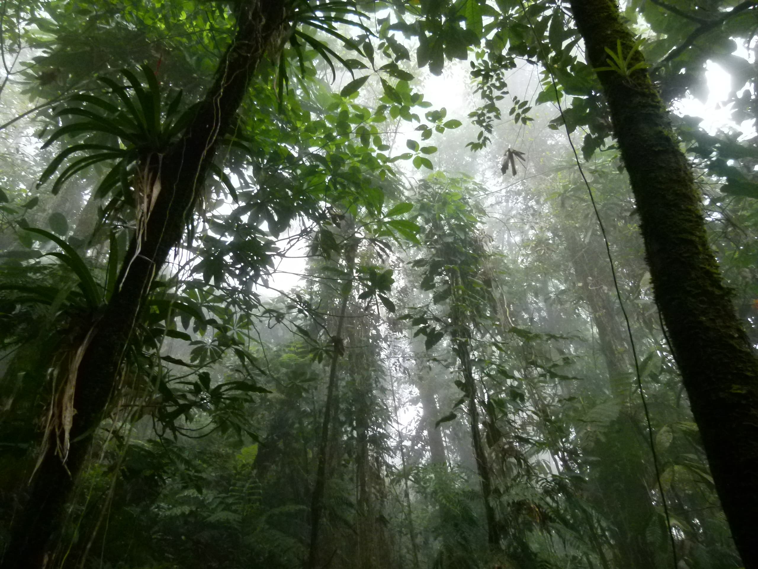 Primary forest in the Sierra Nevada de Santa Marta